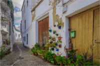 Flowers_in_the_Street_by_Bert_Schmitz.jpg