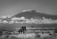 BW_ElephantKilimanjaro_NeilNourse.jpg