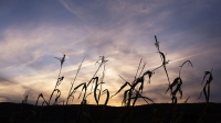 Cornstalk_Sunset_Dance_-_G__A___Mudg.jpg