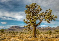 Joshua_Tree_JLandon.jpg