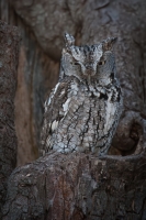 Screech-Owl_Portrait_Neil_Nourse_jpg.jpg