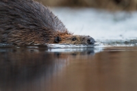 Beaver-at-Water-Level-N_-Nourse.jpg
