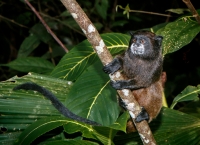 Black_Mantled_Tamarin_Jlandon.jpg