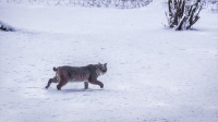 Bobcat_in_snow_by_Bert_Schmitz_.jpg