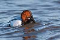 Canvasback_Riding_the_Waves_Neil_Nourse.jpg