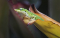 Green_Anole_Lizard_DawnDingee.jpg