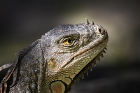 Lizard_portrait_DawnDingee.jpg