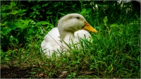 White_Goose_by_Bert_Schmitz.jpg