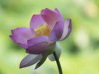 Lotus_Flower_dawndingee.jpg