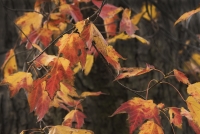 Fall_Leaves.jpg