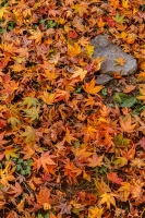 Fall_Leaves_JLandon.jpg