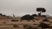 Foggy_morning_and_Giraffe.jpg