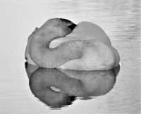 IMG_1429_Sleeping__Swan.jpg