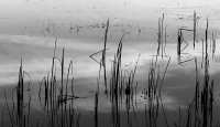 IMG_1546_Broken_Reeds.jpg