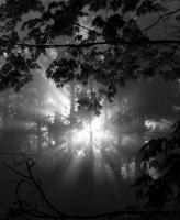 IMG_5451___Light_in_the_Forest_28229.jpg