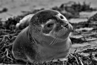 IMG_5927_Young_Seal.jpg