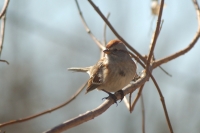 American_Tree_Sparrow_Helen_Baldwin.jpg