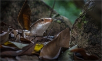 Foraging_in_the_leaves_by_Bert_Schmitz.jpg