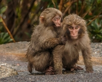 Macaques_in_the_Rain_JLandon.jpg