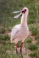 Spoonbill_Joy__JLandon.jpg