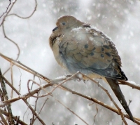 DSCN8645_Winter_Mourning_Dove.jpg