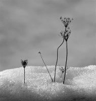 IMG_2388_Winter_Weeds_JRoss.jpg