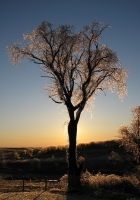 IMG_8085_Icey_Tree.jpg