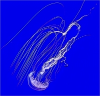 Floating_Jellyfish_by_Bert_Schmitz.jpg