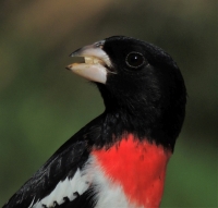 Grosbeak_JRossman.jpg