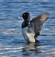 IMG_3817_RING-NECKED_DUCK_JRossman.jpg