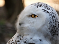 TheEyeOfTheSnowyOwl_LazloGyorsok.jpg