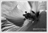 Hibiscus_by_G__A__Mudge.jpg