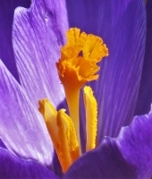 IMG_3874_Crocus_Close-up.JPG