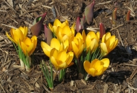 IMG_6922_March_Crocus.jpg