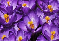 Spring_Crocus.jpg