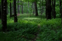 Early_Summer_Woods.JPG