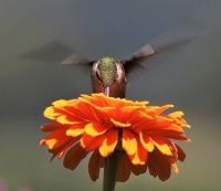 IMG_6475_Hummer_-_Head-on_and_Up_Close.jpg