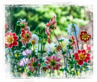 Summer_Flowers_by_Ber_t_Schmitz.jpg