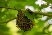 Bird_Nest.jpg