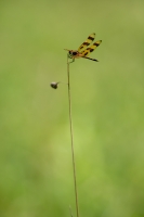 Dragonfly~0.jpg