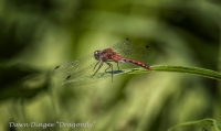 Dragonfly~1.jpg