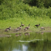 Helen_Baldwin_-_7-25-20_-_HCC_-_Bird_-_Canadian_Geese.jpg