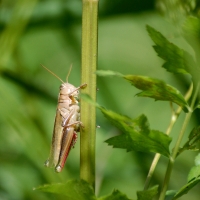 Helen_Baldwin_-_7-25-20_-_HCC_-_Insect_-_Grasshopper.jpg