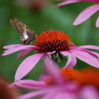 Helen_Baldwin_-_7-25-20_-_HCC_-_Silver-spotted_Skipper_Butterfly_on_Echinacea.jpg