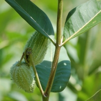 Helen_Baldwin_-_7-25-20_-_HCC_-_Something_beginning_with_A_-_Asclepias_syriaca_-_common_milkweed.jpg