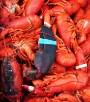 22d_P1010352_Lobstah.jpg