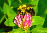 Bee_on_Clover.jpg