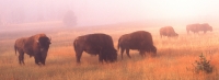 Bison_in_the_Morning_Mist.jpg