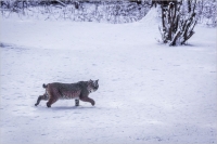 Bobcat_in_snow.jpg