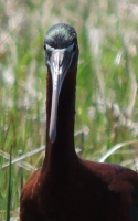 DSCN6990__ibis_cu.jpg